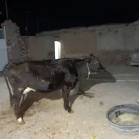 گاو نو بر