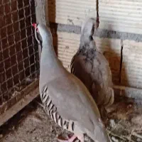 مرغ و خروس خانگی سالم
