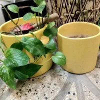 گلدون سفالی یک جفت/ گلدون مشکی بزرگ/گلدون ست
