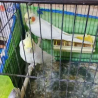عروس هلندی جفت بالغ