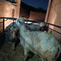 میش . بره پرواری