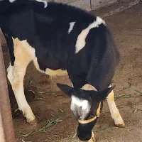 گوساله نر هلشتاین