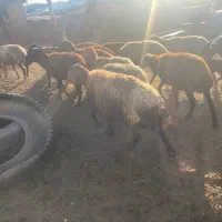 میش های بره دار و ابستن