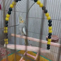 عروس هلندی