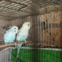 پرنده