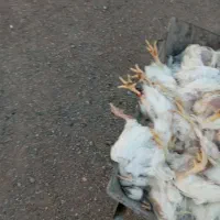 تلفات مرغ برای سگ
