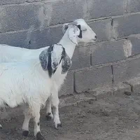 بز و بزغاله  میش