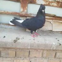 اشعل ماده