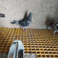 کبوتر نشسته زابل