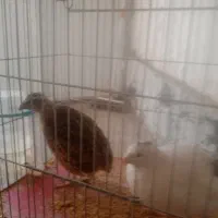 بلدرچین نر و ماده دوجفت