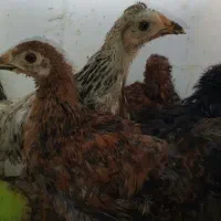 جوجه خانگی