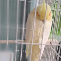 عروس هلندی آگهی کامل خونده بشه