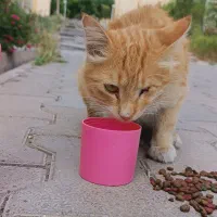 گربه