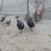 بوقلمون نر