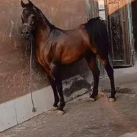 اسب دوسر کره میراژ