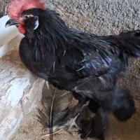 خروس مرندی /نطفه