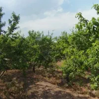 فروش-زمین-247متری-حسین-آباد