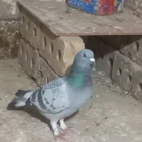کبوتر