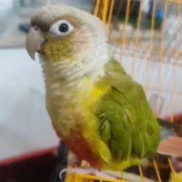 گرینچیک آناناسی