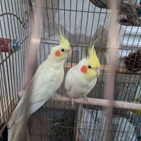 یک جفت عروس هلندی با قفس