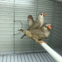 فنچ کینگ ماده فول اورنج خط خونی بالا