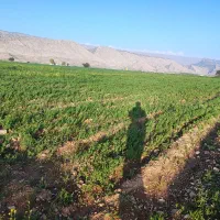 فروش کاه عدس