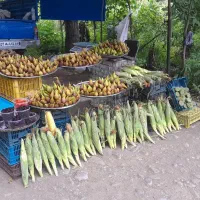 کار در ماسال