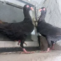 کفتر