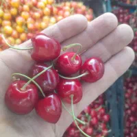 گیلاس تکدانه وگیلاس مشهدی صورتی
