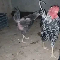 مرغ وخروس