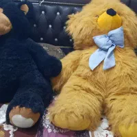 خرس پشمالو