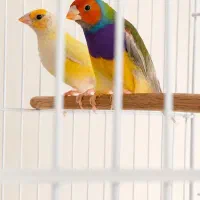 فنچ گلدین پرنده ای خوش رنگ و زیبا