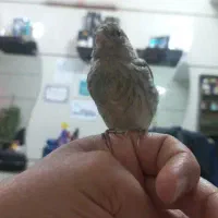 جوجه سهره قناری نر سرلاکی نرمه خور