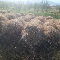 علف گاو گوسفند