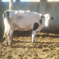 گاو شیری شکم اول