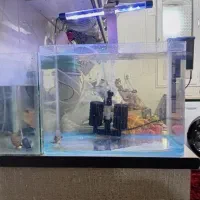 اکواریوم شیشه خم وماهی