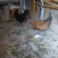 مرغ تخمگذار