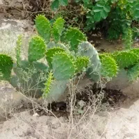 کاکتوس اپونتیا میوه دار