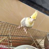 عروس هلندی  سخنگو