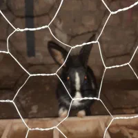 حیوانات|موش و خرگوش|نیشابور, مازول|دیوار