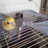 عروس‌هلندی‌نر
