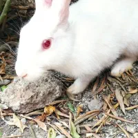 خرگوش