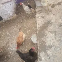 مرغ و خروس کوردی
