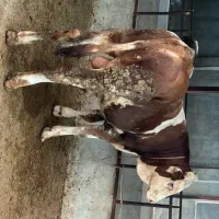 گوساله نر مولد سالم تخمی شرابی
