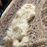 گربه پرشین