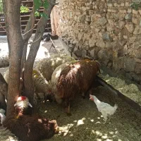 کشتار گوسفند مغانی افشازنده گوشت