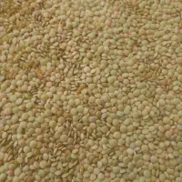 عدس پهلوی درجه یک نمونه،درشت