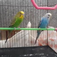 دو عدد مرغ عشق سالم وسرحال نرو ماده