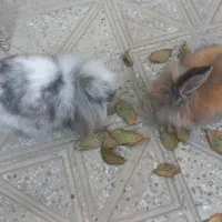 یه عدد خرگوش قهوع ای رنگ ب فروش میرسد ماده