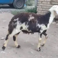 فروش یک راس بره قوچ پلنگی خال سیاه پوست گاوی اصل